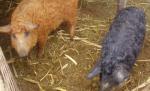 Carnea de mangaliţa, tot mai populară printre românii care vor să mănânce sănătos