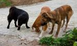 Soarta câinilor comunitari, în mâinile cetăţenilor. Dezbaterea continuă: sterilizare sau eutanasiere