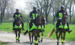 Repetiţiile pentru Ziua Naţională fac victime. Trei şoferi s-au accidentat privind la ... caii Poliţiei Române