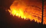 Sute de hectare de vegetaţie au dispărut înghiţite de flăcări. Un foc lăsat nesupravegheat a provocat prăpădul