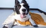 Bentley, căţelul fricos care îşi muşcă unghiile şi fuge de singurătate. Află şi tu povestea lui