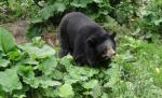 O viaţă dedicată salvării animalelor. O româncă a creat cea mai mare rezervaţie de urşi bruni din Europa