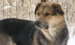 Dincolo de moarte. Un câine îşi veghează tovarăşa fără viaţă, îndurând temperaturi extreme 