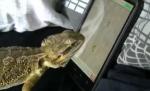 Accepţi provocarea?! O şopârlă vitează se întrece la zdrobit furnici pe un smartphone