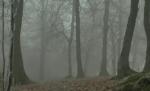 Padurea Baciu si turismul paranormal: OZN-uri, ingeri si broastele rosii de langa Cluj