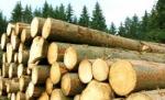 S-au trezit cu o dubă plină cu lemne în curte, după ce şoferul maşinii a pierdut controlul volanului