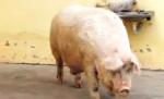 Un guiţător de JUMĂTATE DE TONĂ! Faceţi cunoştinţă cu Ursul, cel mai gras porc din România