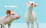 “De Paşte sărbătorim un miel, de Crăciun sărbătorim un porc!” Ce ştiu românii despre sărbători