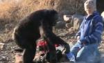 Uluitor! Un cimpanzeu de la o grădină zoologică din Iowa ştie să gătească şi să se folosească de foc