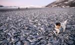 Scene sinistre la început de an: Plajă acoperită de peşti morţi şi străzi pline de păsări fără suflare