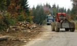 Un copil de 15 ani a murit, după ce un copac a căzut peste el. Copilul era la tăiat de lemne