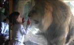 Cum reuşeşte o fetiţă de trei ani să-l înfrunte pe regele junglei 