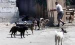 Curtea Constituţională a decis: Eutanasierea maidanezilor este neconstituţională