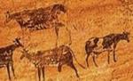 Pestera Coliboaia din Bihor - cele mai vechi desene rupestre din Europa Centrala