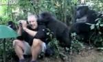 Întâlnire fenomenală: Un grup de gorile trece printr-un habitat uman. Un bărbat este acceptat între ele