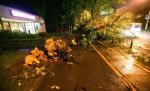 Ucişi de neglijenţă! Doi morţi şi patru răniţi grav, după ce un copac tăiat a fost lăsat în mijlocul şoselei