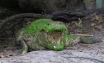 Indonezia. O fată de 10 ani a murit, după ce a fost atacată de un crocodil