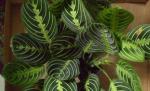 Un bărbat din Gorj şi-a deschis o plantaţie online 