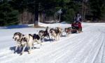 Câinii Husky au făcut spectacol în zăpadă, la concursul din Băile Tuşnad 