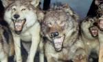 Oraş din Rusia, terorizat de o haită de lupi. Animalele au fugit în pădure după ce poliţiştii au deschis focul