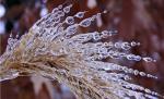 Fenomenul "freezing rain" în Bucureşti. ANM: Este posibil să apară pe o zonă mai extinsă decât se estimase iniţial
