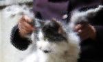 Felina care e gata să-şi ia zborul! Imaginea care a ŞOCAT lumea