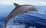 Inedit: Un delfin se alătură unui tânăr în timpul unei reprize de surf