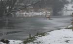 Un act nebunesc de curaj. Şi-a riscat viaţa ca să-şi salveze câinele 