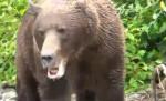Întâlnire de gradul zero între un urs Grizzly şi un grup de fotografi