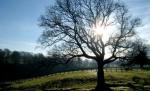 Temperaturi de primăvară, în acest week-end. Sâmbătă vom avea 12 grade