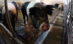 Viaţă de porc românesc: Va fi crescut într-un mediu liniştit, sub o anumită lumină, fără să stea în curent