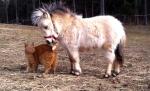 Nu o să îți vină să crezi cu cine s-a împrietenit ”Garfield”
