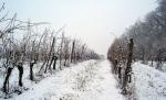 Isărescu despre greutăţile producătorilor de vin: Taxele îţi scot ochii din cap