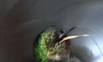 Vezi aici cum sforăie o pasăre colibri