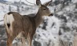 O căprioară, la plimbare prin Piteşti. Vezi cum a ajuns animalul în oraş