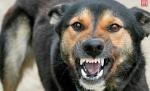 O fetiţă a murit în această dimineaţă de TURBARE, după ce a fost muşcată de un câine