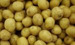 Românii preferă cartofii din export. Jumate din recolta românească de anul trecut ar putea ajunge la gunoi