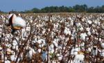 Tricouri din bumbac... fără urmă de bumbac. Producătorii români îşi bat joc de populaţie, din nou