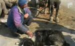 Imagini şocante. 15 câini ai ciobanilor dintr-o comună arădeană au murit în 3 săptămâni, alţii se luptă să supravieţuiască