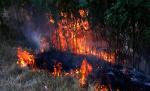 Arde ţara. Sute de hectare de vegetaţie uscată, cuprinse de flăcări. Dezastrul natural, fără margini