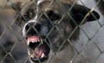 A fost dusă de urgenţă la spital după ce a fost sfâşiată de o haită de câini. Ar trebui luate măsuri mai drastice împotriva animalelor fără stăpân?