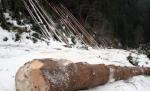 Studiu: Făptaşii fac închisoare în doar cinci cazuri de tăieri ilegale de păduri din 1.000 reclamate penal 