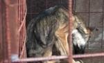 Adăpostul de câini din Sighetul Marmaţiei e un veritabil centru de exterminare. Animalele au ajuns să se mănânce între ele