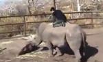 Inconştienţă fără limite! Un tânăr "călăreşte" un rinocer, pe furiş, la zoo