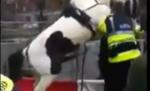 Funny! Un cal excitat se năpusteşte asupra unui poliţist