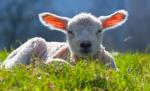 Răsfăţaţi de soare sau udaţi de ploaie? Cum va fi vremea de Florii şi de Paşte 