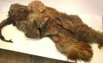 Descoperire fără precedent în Siberia: Un mamut extrem de bine conservat, cu blana clar vizibilă