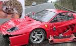 Un arici, faţă în faţă cu un Ferrari. Animalul a scăpat nevătămat, maşina a fost distrusă
