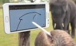 INCREDIBIL! Primul elefant dotat cu tabletă. Face poze, cântă la pian şi desenează ca un om