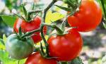 Mâncăm roşii corcite, adică seminţe franţuzeşti plantate în pământ românesc
